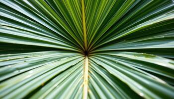 close up view of banana palm leaves split by wind, creating natural symmetry and wild elegance. photo