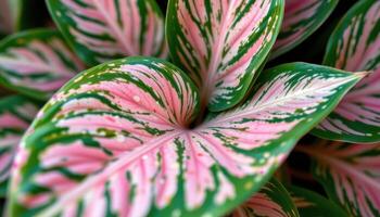close up view of aglaonema leaves with soft curves and pink speckled green textures. photo