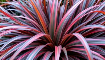 close up view of cordyline leaves narrow and arching with brilliant red and purple hues. photo
