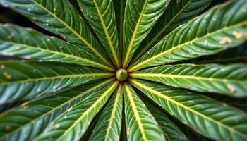 close up view of cassava leaves radiating from a central node like green stars. photo
