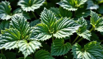 close up view of perilla leaves glowing under soft shade with jagged outlines. photo