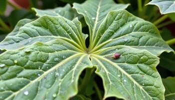 close up view of okra leaves forming broad lobes with sharp pointed ends. photo