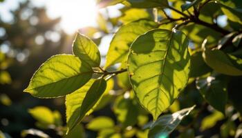 close up view of lemon tree leaves shimmering in golden sunlight with sharp vein lines. photo