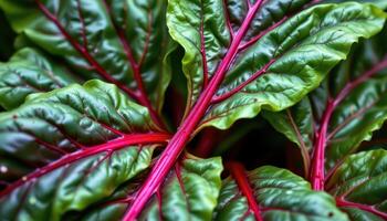 close up view of vibrant chard leaves with thick stems and colorful veins. photo