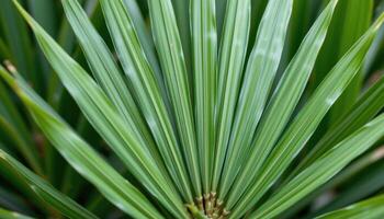 close up view of pandan leaves bundled together, their sharp lines pointing upward. photo