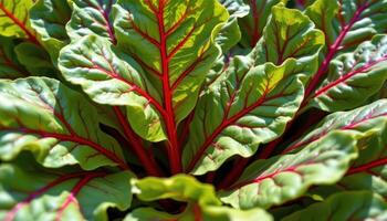 close up view of beet leaves with deep red veins snaking through their green bodies, catching sunlight at a sharp angle. photo