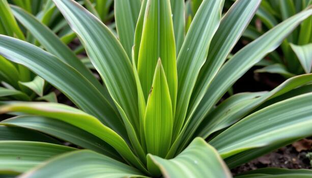 close up view of clivia leaves smooth and sword shaped, rising from the base with glossy surfaces. photo