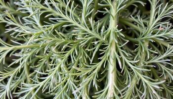 close up view of fennel leaves with feather light strands overlapping and forming fine green patterns. photo