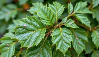 close up view of rowan tree leaves with compound forms and sharp green detail. photo