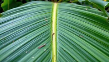 close up view of a single banana leaf stretching outward, its wide green blade marked with bold parallel lines and small imperfections. photo