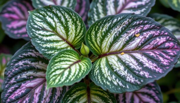 close up view of fittonia leaves with deep green surfaces and vibrant white netted veins. photo