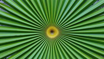 close up view of a fan palm leaf radiating outward in perfect symmetry, with strong lines converging at a central point. photo