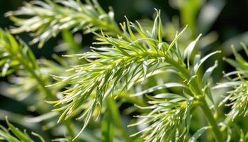 close up view of long, feather like fennel leaves fluttering in the wind, their strands catching and diffusing light. photo