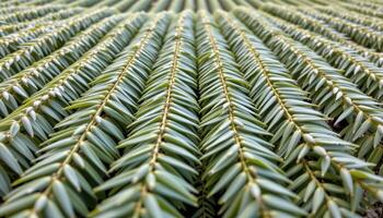 close up view of neem leaves growing in tight rows, their narrow, sharp forms gently hanging downward. photo