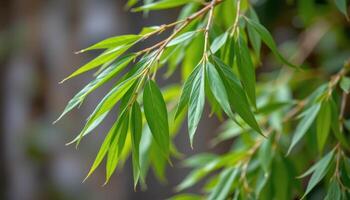 close up view of bamboo leaves dangling gracefully from thin branches, their lance like shapes swaying slightly. photo