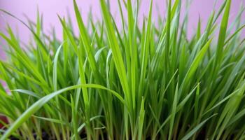 close up view of wheatgrass leaves growing straight and thin in a tight clump of vibrant green. photo