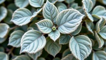 close up view of dusty sage leaves with a soft texture and silvery green hue. photo