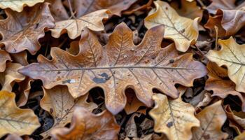 close up view of oak leaves fallen to the ground, curled at the edges and showing layers of brown, tan, and amber in a natural decay process. photo