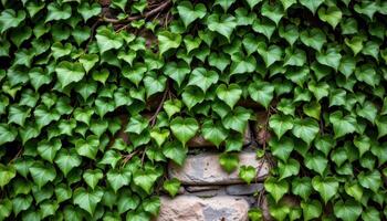 close up view of ivy leaves blanketing a stone wall, climbing naturally and layering over time. photo