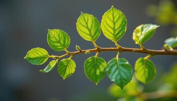 close up view of curry leaves arranged neatly on a thin branch, with smooth, oval shapes glowing softly. photo