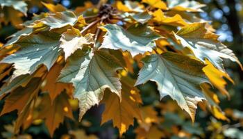 close up view of overlapping beech leaves swaying in a light breeze, their surfaces smooth and glossy under dappled forest lighting. photo