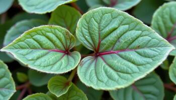 close up view of sorrel leaves with slender curves and red stems drawing lines up their centers. photo
