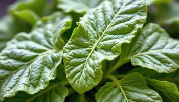 close up view of horseradish leaves broad and wavy, their surfaces showing deep grooves. photo