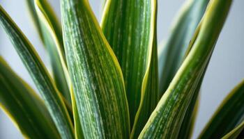 close up view of sansevieria leaves tall and rigid with sharp vertical lines and green bands. photo