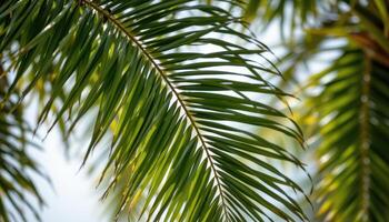 close up view of ponytail palm leaves flowing downward like ribbons in soft arcs. photo