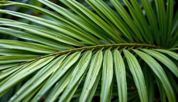 close up view of areca palm leaves finely divided into long, elegant segments in green waves. photo