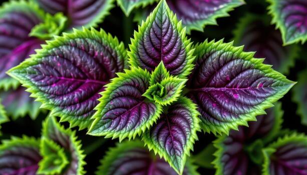 close up view of perilla leaves with deep purple undersides and jagged green tops, beautifully patterned and textured. photo