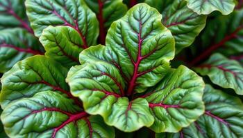 close up view of swiss chard leaves with deep green and red vein networks standing out like living stained glass windows. photo