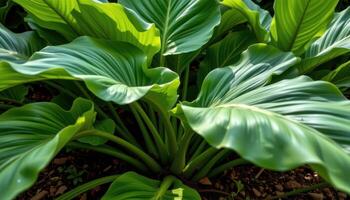 close up view of tropical taro leaves towering over moist soil, their vast surfaces catching light and shadow in smooth gradients. photo