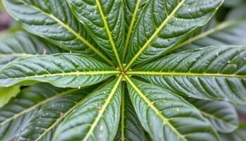 close up view of cassava leaves shaped like stars, each blade extending from a central point with bold definition. photo