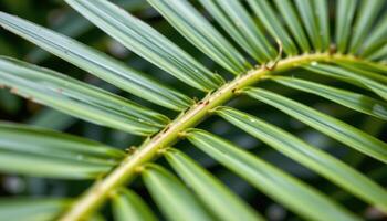 close up view of a sago palm leaf arching outward, each narrow leaflet spaced evenly along a stiff central spine. photo