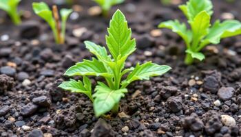 close up view of mustard plant leaves sprouting from dark soil, with jagged outlines and a vibrant green color. photo