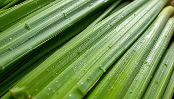 close up view of lemongrass leaves layered tightly, their sharp edges and waxy surface highlighted by sunlight. photo