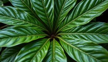 close up view of betel leaves shiny and dark green, spreading outward in slightly overlapping fashion. photo