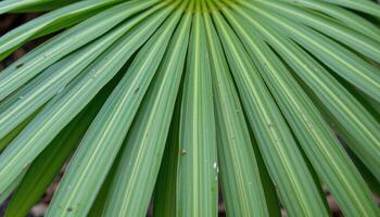 close up view of pandan leaves arranged like blades, their parallel lines running the entire length. photo