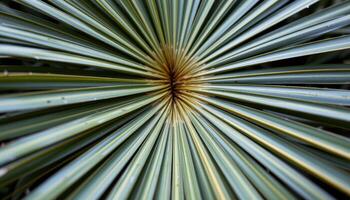 close up view of symmetrical palm leaves fanning outward with elegant geometric precision. photo