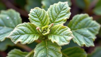close up view of young fig leaves sprouting with a delicate fuzz covering their pale green surface. photo
