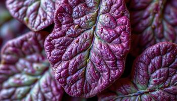 close up view of overlapping radish leaves with hairy textures and a soft matte finish. photo
