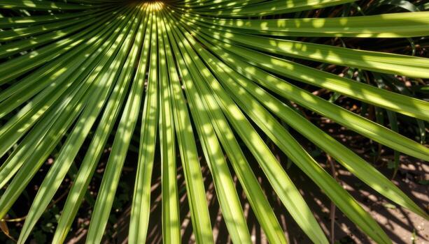 close up view of fan shaped palm leaves casting long shadows on the soil. photo