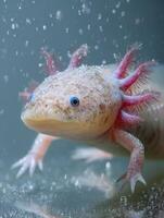 Colorful Axolotl Swimming Gracefully in a Clean Aquatic Environment Filled With Light Bubbles photo