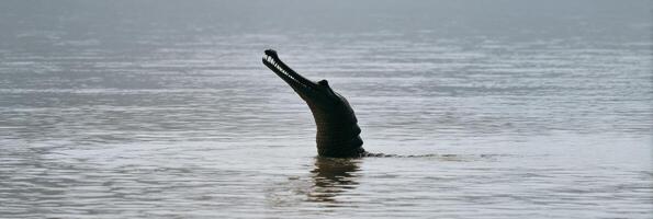 Emerging Gharial With Sharp Snout Silhouetted Against the River at Dawn photo