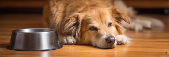 Dog Patiently Waiting Beside Empty Food Bowl on Warm Wooden Floor in Cozy Indoor Setting photo