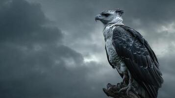 Harpy Eagle Perched Majestically Against a Dramatic Sky Filled With Dark Clouds and Minimal Foreground Details Enhancing Its Powerful Presence photo