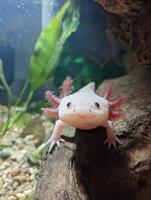 Smiling Axolotl Swimming Gracefully in a Clean Underwater Tank With Bright Lighting and a Serene Aquatic Environment photo