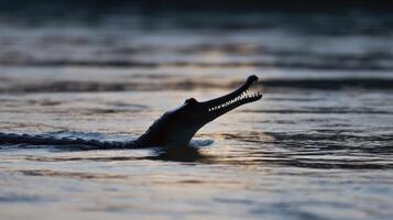 Gharial Emerges From River at Dusk, Sharp Snout Silhouette Contrasts Against Tranquil Water Surface, Left Side Highlights Aquatic Habitat photo
