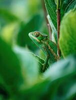 Chameleon Camouflaged Among Vibrant Green Leaves in Soft Bokeh Surroundings photo